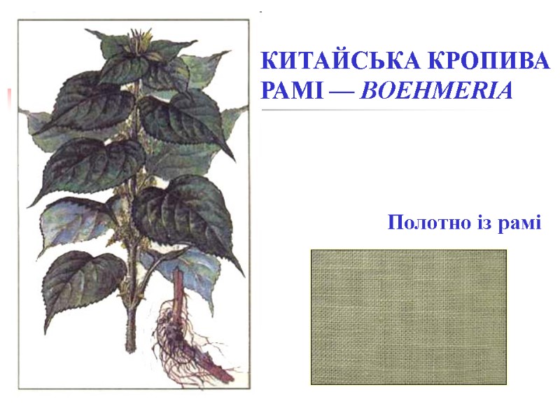 КИТАЙСЬКА КРОПИВА РАМІ — BOEHMERIA  Полотно із рамі
